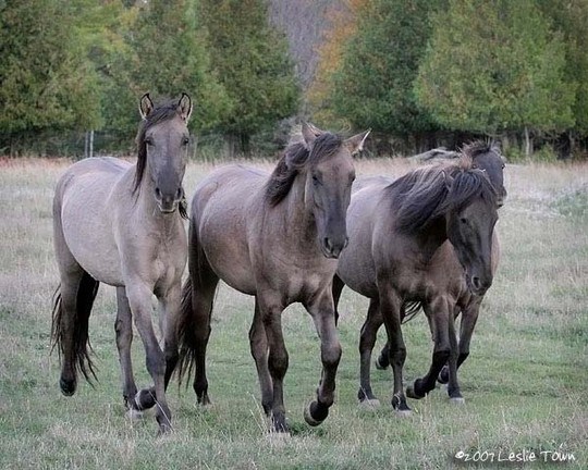 10 giống ngựa quý hiếm nhất thế giới