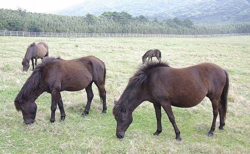10 giống ngựa quý hiếm nhất thế giới