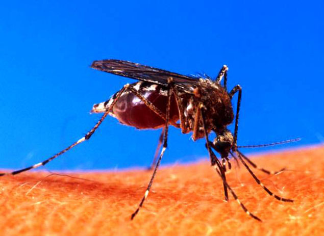  Muỗi: nguy hiểm vì chúng quá đông