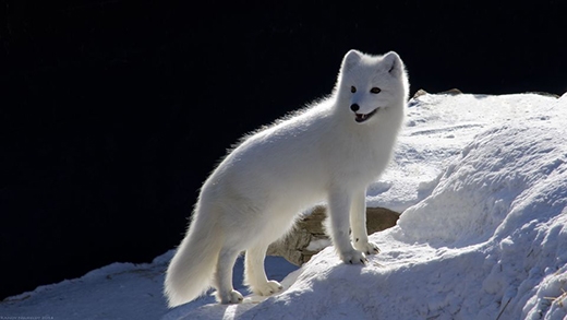 Cáo Bắc cực, loài sinh vật đẹp và bí ẩn của miền băng giá