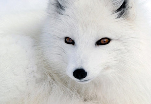 Cáo Bắc cực, loài sinh vật đẹp và bí ẩn của miền băng giá