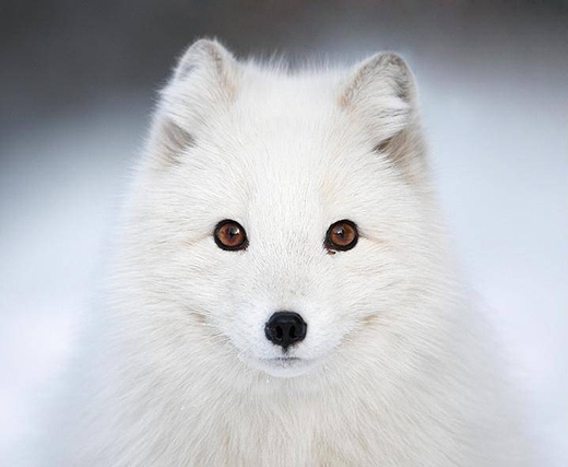 Cáo Bắc cực thường có màu lông trắng toát, đến mùa đông sẽ giúp chúng ngụy trang.