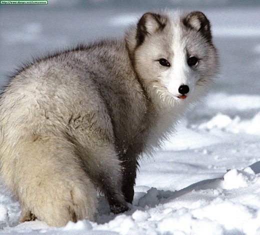 Thế nhưng không phải tuyết ở khu vực nào cũng chỉ mang một màu trắng tinh nên đôi lúc lông cáo sẽ có màu trắng xám.