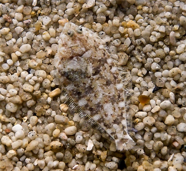 Cá thân bẹt: Khi một con cá thân bẹt mới chào đời, nó giống như bất kỳ một con cá nào khác. Thế nhưng trong quá trình lớn lên, một con mắt của nó di chuyển dần sang phía bên kia đầu và nằm gần con mắt còn lại. Không những thế, nó còn bắt đầu bơi úp một phần cơ thể xuống dưới.