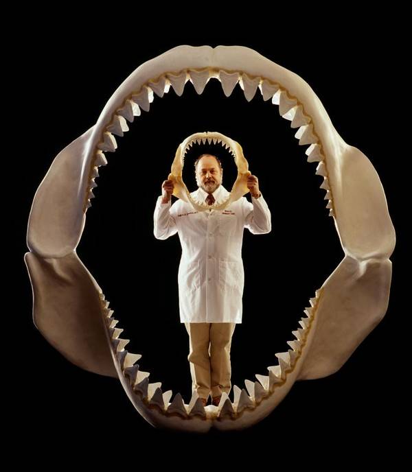 Hàm răng của cá mập trắng chỉ như... răng trẻ con so với tổ tiên của chúng