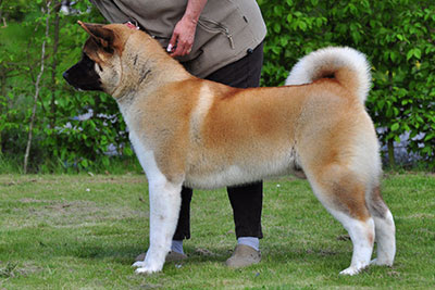 Cách chọn giống và chăm sóc chó Akita