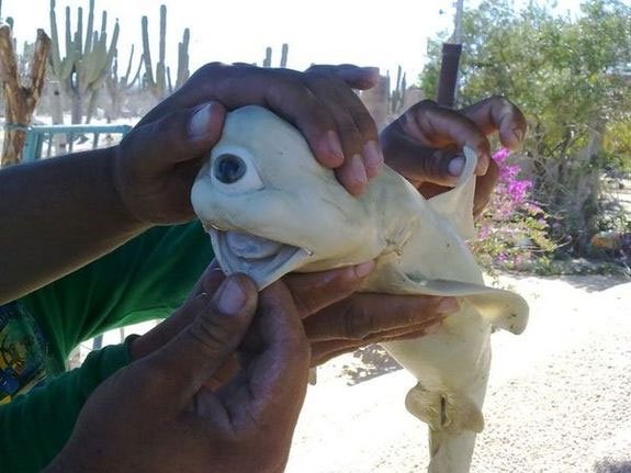 Một bào thai cá mập với chỉ một con mắt 
