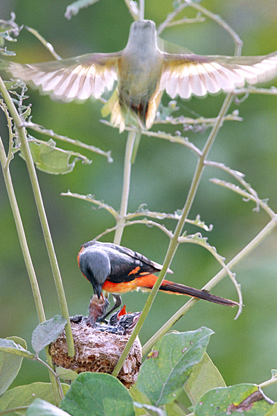 Chim Hồng vũ bé nhỏ đang đứng trước nguy cơ tuyệt chủng.
