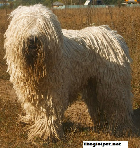 chó Komondor – Kẻ có bộ lông kì dị