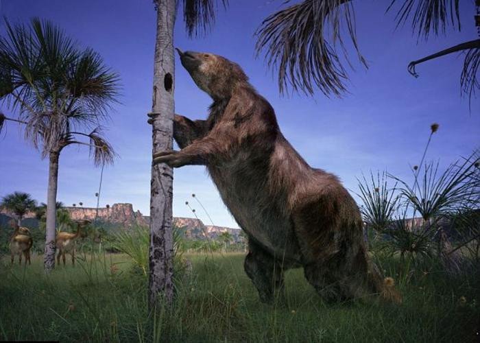 Bộ vuốt sắc và dài của Megatherium như những con dao găm cực kỳ nguy hiểm.