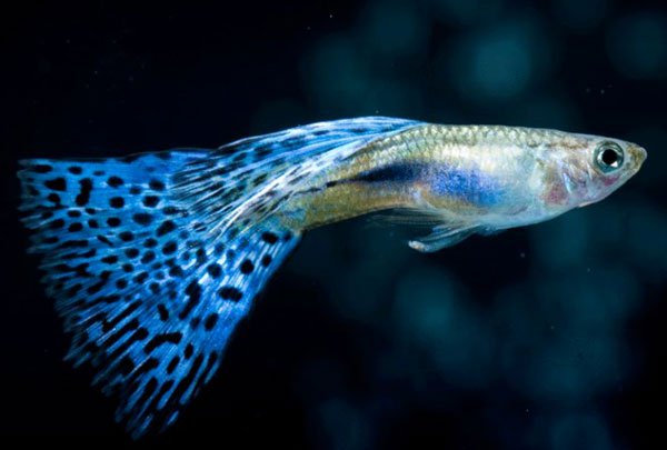 Loài cá bảy màu Trinidad