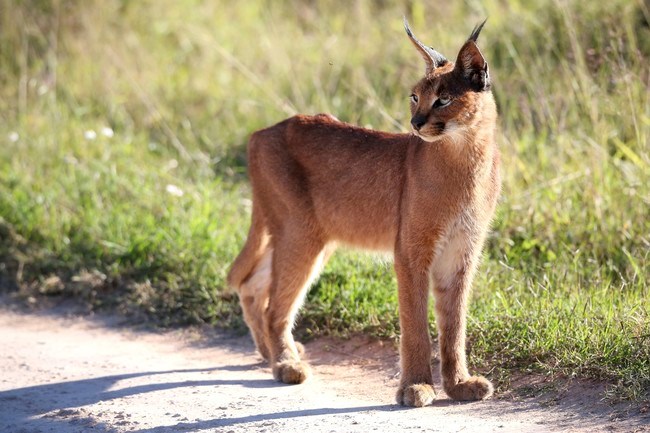 Anh sieu doc ve loai meo hoang da caracal-Hinh-10