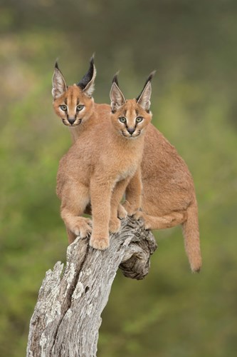 Anh sieu doc ve loai meo hoang da caracal-Hinh-12