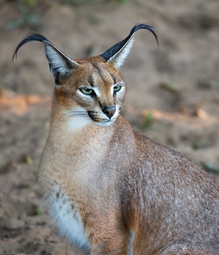 Anh sieu doc ve loai meo hoang da caracal-Hinh-17