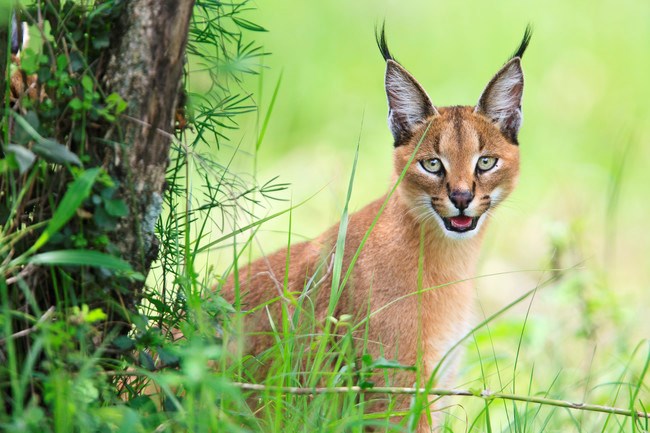 Anh sieu doc ve loai meo hoang da caracal-Hinh-5