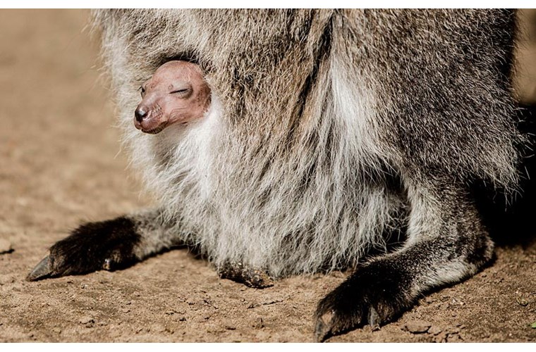 Kangaroo con nhô đầu ra khỏi túi mẹ để hưởng thụ ánh nắng mặt trời tại Công viên Woburn Safari của Anh