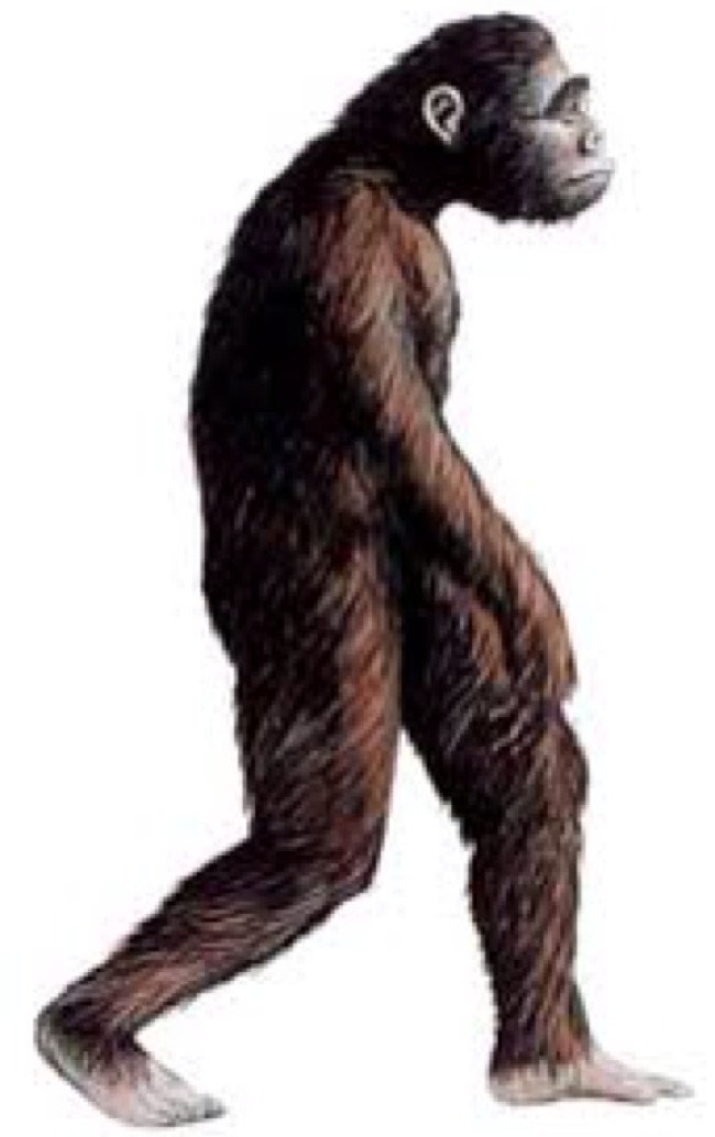 Australopithecus - tổ tiên gần của loài người.