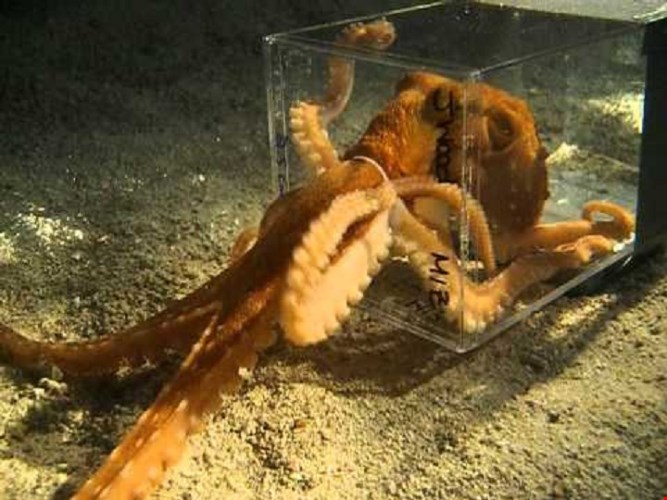 Loài bạch tuộc này có thể khéo léo ép cơ thể lọt qua những chiếc lỗ rất nhỏ
