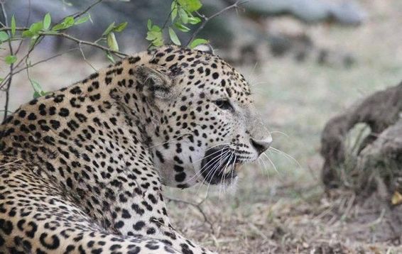 Sự việc được nhiếp ảnh gia Chanaka Peryra ghi lại tại Vườn quốc gia Yala ở Sri Lanka. Peryra trông thấy một con báo đói nằm dõi theo một bầy lợn rừng từ xa.