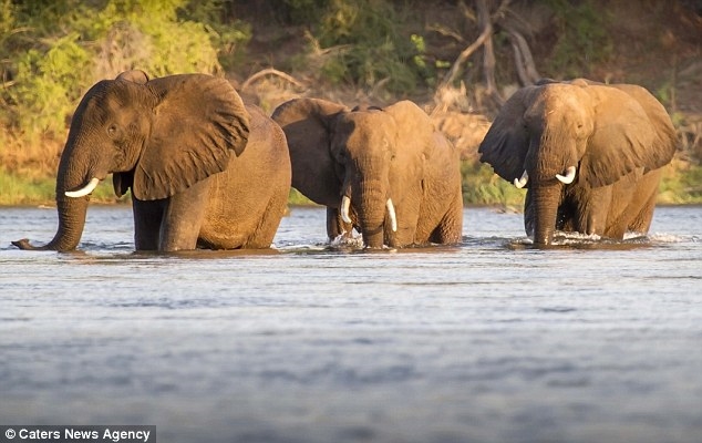 Tại khúc sông Zambezi, ở Zimbabwe (Châu Phi), một bầy voi đang bơi qua đây để đi sang khu bảo tồn động vật hoang dã Great Zimbabwe nằm bên kia bờ.