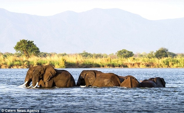Được biết, đây là con sông lớn thứ tư ở Châu Phi. Dòng sông sâu và rộng lớn khiến những con voi vượt qua một cách khó khăn.
