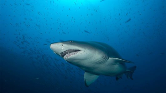 Cá mập hổ cát ăn thịt đồng loại ngay khi còn là một con non