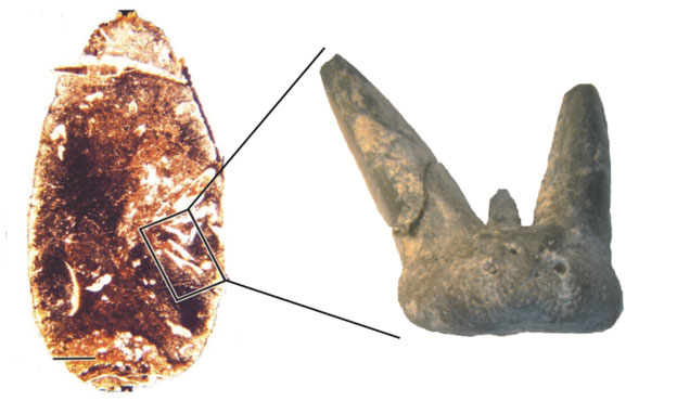 Một chiếc răng ba mấu của cá mập non tìm thấy trong mẫu phân hóa thạch.