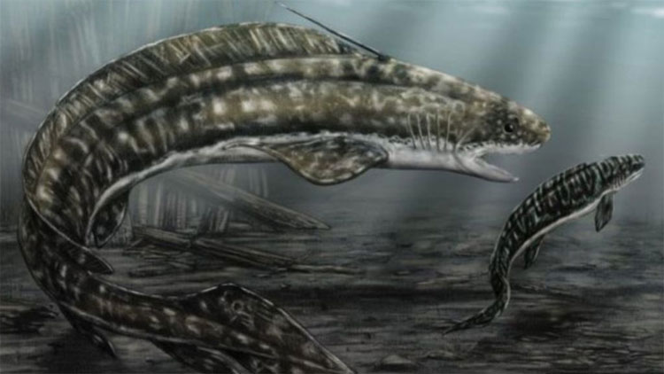 Cá mập Orthacanthus phải ăn thịt con khi không tìm được thức ăn.
