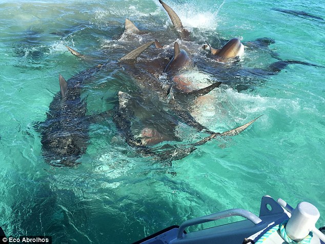 70 cá mập hung hãn xé xác cá voi khổng lồ ở Úc - 1