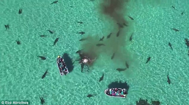 70 cá mập hung hãn xé xác cá voi khổng lồ ở Úc - 3