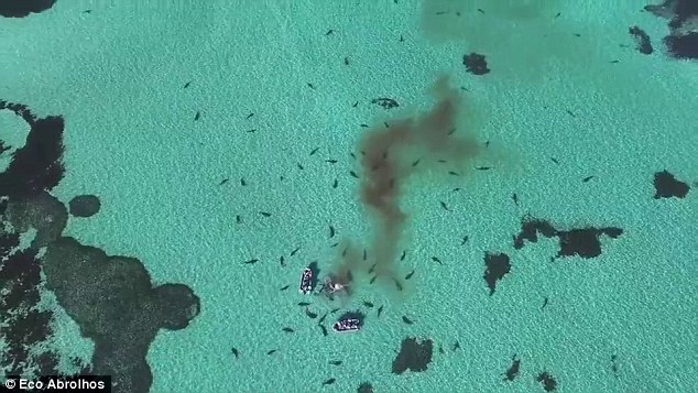 70 cá mập hung hãn xé xác cá voi khổng lồ ở Úc - 5