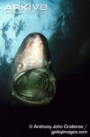 Tìm hiểu loài cá mập khổng lồ có thân hình quái dị