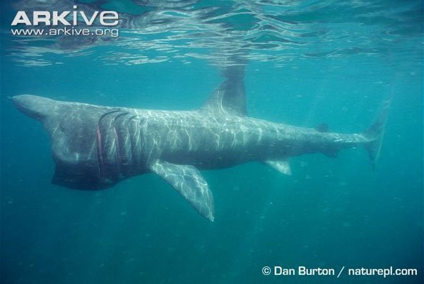 Tìm hiểu loài cá mập khổng lồ có thân hình quái dị