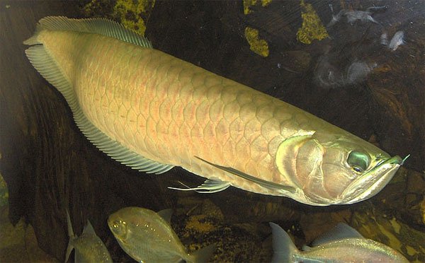 Các loài cá tiền sử khổng lồ vẫn sống đến nay