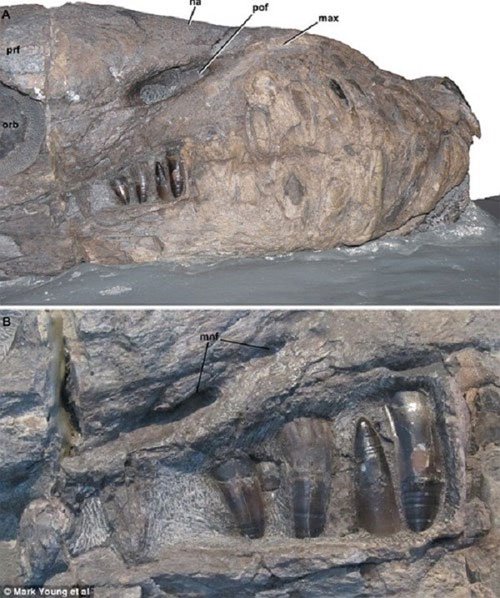 Hóa thạch khồng lồ và sự đáng sợ của sinh vật thời tiền sử