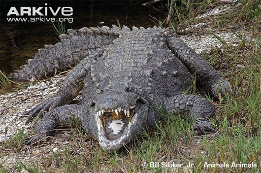 Quái vật khổng lồ ăn thịt vùng đầm lầy Nam Florida