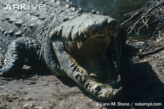 Quái vật khổng lồ ăn thịt vùng đầm lầy Nam Florida