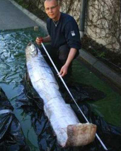 Vua cá trích có chiều dài 17m từng được phát hiện ở Thụy Điển đầu năm 2013.