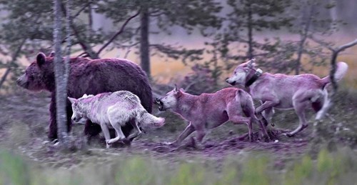 Hình ảnh Cận cảnh gấu nâu huyết chiến với sói xám để giành mồi số 2