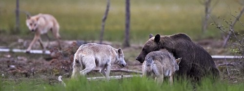 Hình ảnh Cận cảnh gấu nâu huyết chiến với sói xám để giành mồi số 5