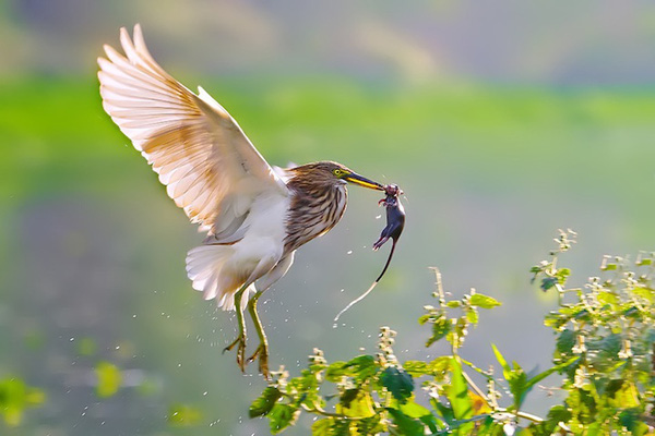 Cận cảnh khoảnh khắc "đớp mồi" đáng sợ của động vật 3