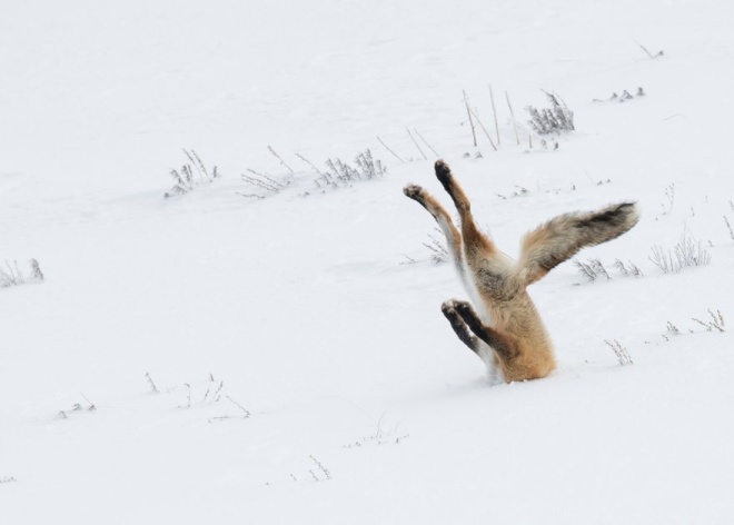 Một con cáo cắm mặt vào tuyết, chân chổng lên trời khi săn thỏ trong công viên quốc gia Yellowstone ở Wyoming, Mỹ.