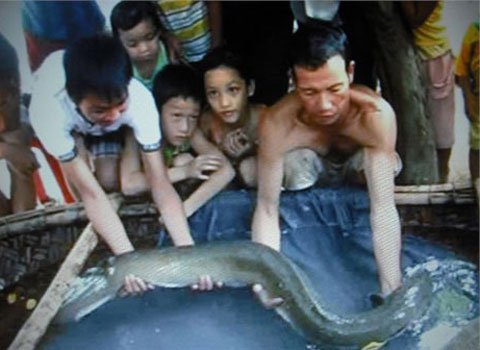 Gia đình ở Nghi Xuân, Hà Tĩnh bắt được con cá chạch dài 1,6m, nặng 10kg vào tháng 9 năm ngoái. Nhiều người tới trả 5 triệu đồng nhưng gia đình không bán. Con chạch khổng lồ đã thu hút rất nhiều người dân xung quanh đến xem. 