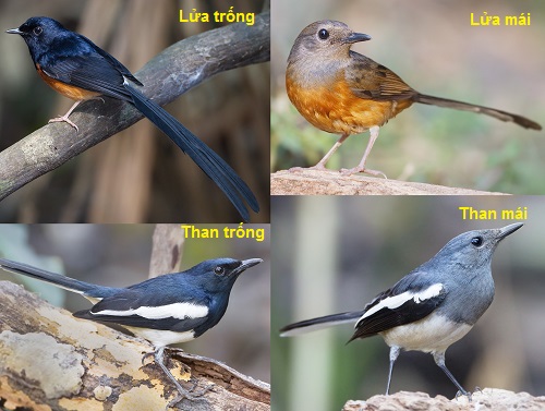 20 các loài chim cảnh nhỏ thường nuôi trong nhà ở Việt Nam - KHBVPTR