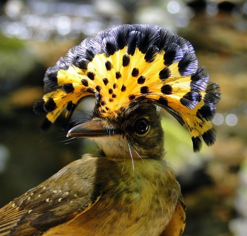 Chim dẻ quạt hoàng gia Amazon 