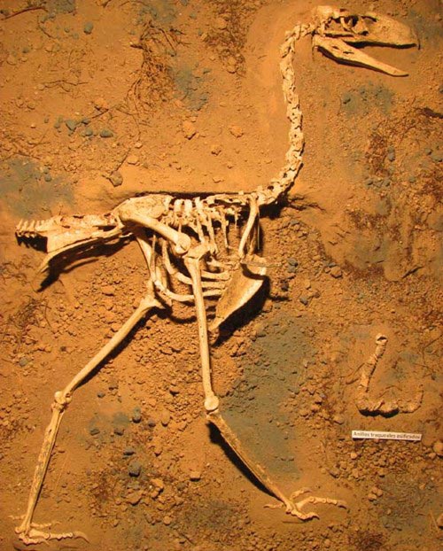 Phát hiện loài chim khủng bố đáng sợ nhất thời tiền sử