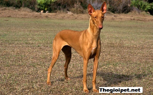  chó cảnh Pharaoh Hound – Chó săn của các vị vua Ai Cập