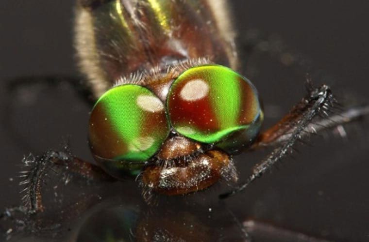Tầm quan sát cực tốt. Hầu hết các loài côn trùng đều có những cặp mắt đa mặt. Với cặp mắt gồm 30.000 mặt, chuồn chuồn có thể giành được ngôi vô địch trong thế giới côn trùng sống gần nước.