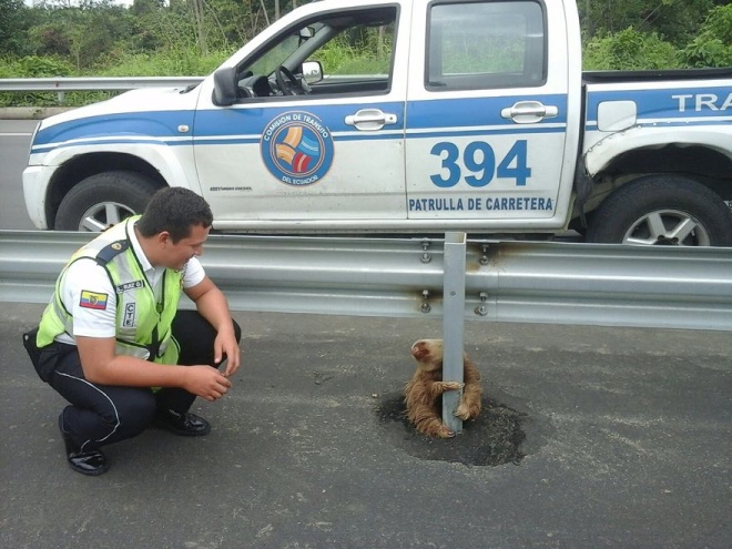 Một con lười ôm chặt cột biển báo giao thông trên đường cao tốc Quevedo ở Ecuador.