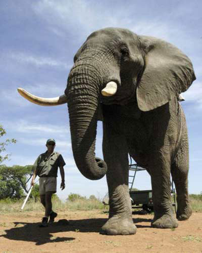 Con voi lớn nhất cao gần 4m và nặng 10,9 tấn.